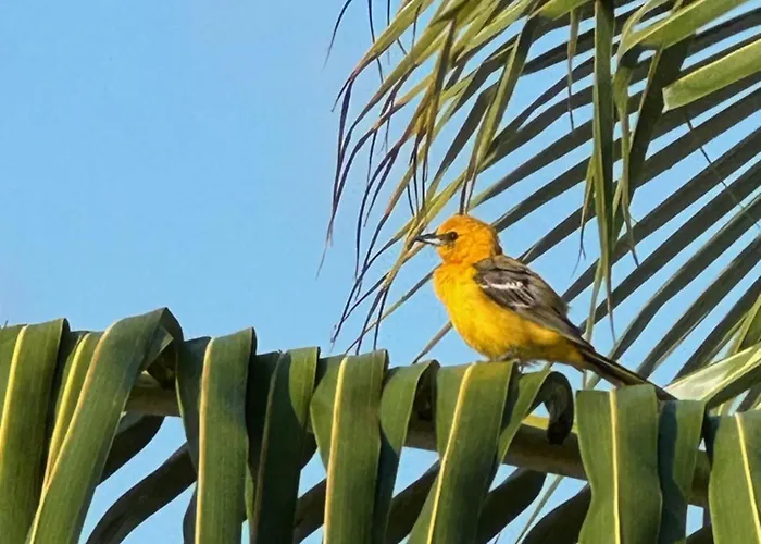Secret Bed & Breakfast San Pedro (Ambergris Caye)